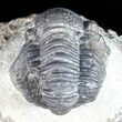 Bargain, Gerastos Trilobite Fossil - Morocco #57634-3